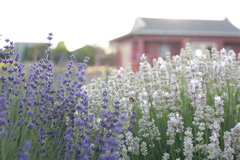 Your Guide to Growing Lavender the Flower Farmer Way