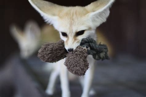 Fennec Fox - Zoo & Snake Farm New Braunfels