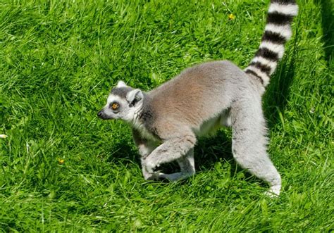 What Do Lemurs Eat? (Diet & Facts)