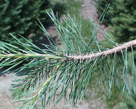 Pine, Fir or Spruce Tree? | News