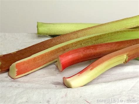 The Rhubarb 75 | Northwest Edible Life