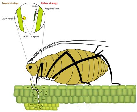 Viruses | Free Full-Text | Aphid Transmission of Potyvirus: The Largest Plant-Infecting RNA ...