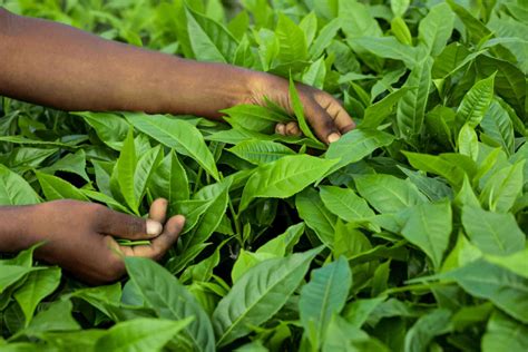 Tea Plant (Camellia Sinensis): Plant Care & Growing Guide