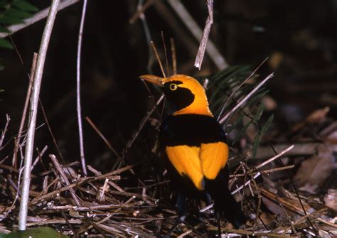 Regent Bowerbird | BIRDS in BACKYARDS