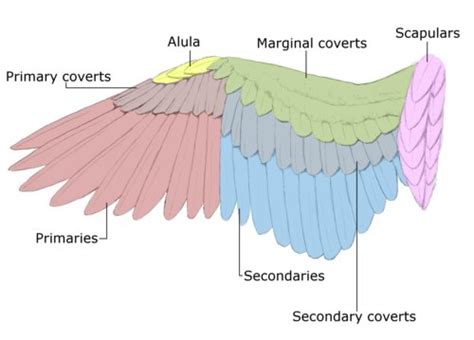 External Anatomy