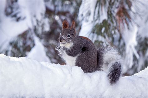 Abert's Squirrel | Arizona Highways