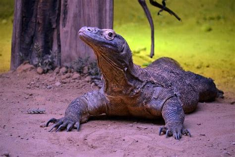 Komodo Dragon Blood Could Be Used to Fight Infections