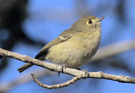 Ruby-crowned Kinglet - ID, Facts, Habits & More | Birdzilla