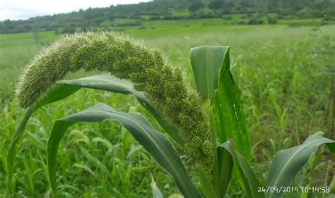 Foxtail Millet Farming Technique for Better Yield in India - Millet Advisor