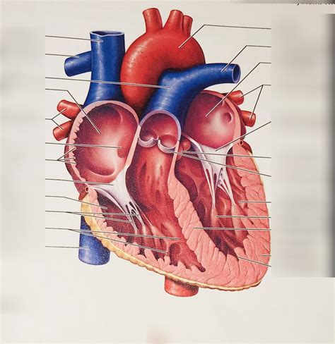 Pathway of Oxygenated Blood Diagram | Quizlet