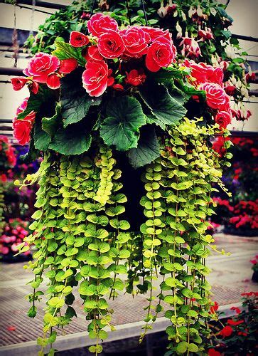 Formidable Cascading Hanging Baskets Flower Ideas Plants Name List