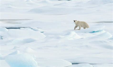 Polar bear population decline a wake up call for climate change action | Stories | WWF