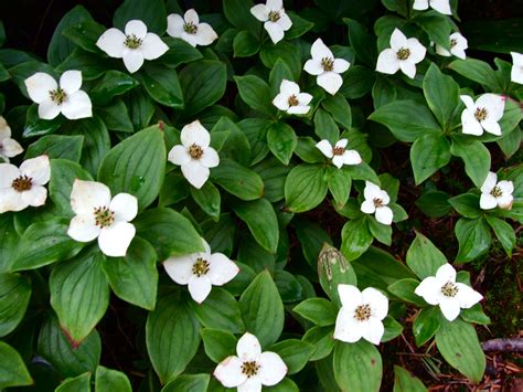 bunch berry, perennial | Memorial garden, Plants, Perennials