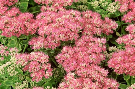 How to Grow Sedum, or Showy Stonecrop