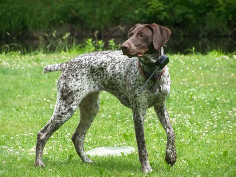 German Shorthaired Pointer - My Doggy Rocks