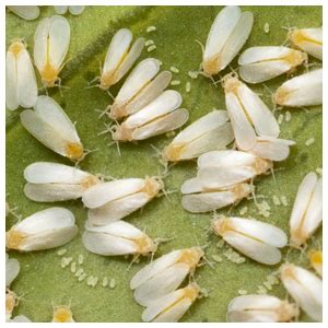 Whitefly Control | Biocontrol & Insecticides