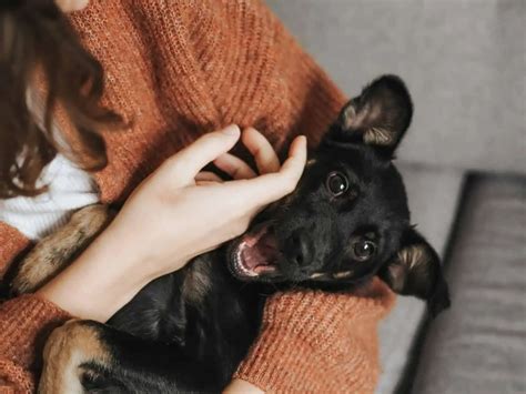 How Pets Can Enhance Our Happiness - Create a Happier World