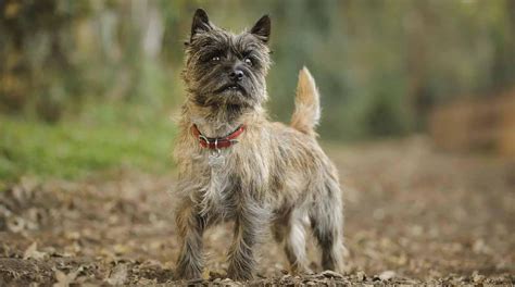 Cairn Terrier Poodle Mix Puppies | Every thing that you should know