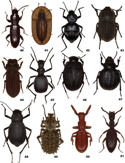 Tenebrionidae Identification