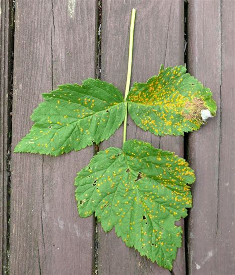 Rust Fungus Disease -- Harvest to Table