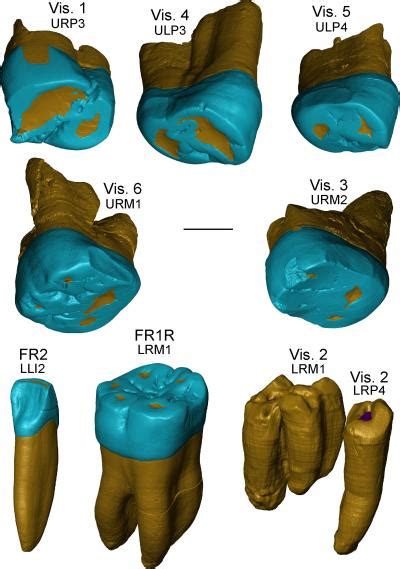 Research on ancient teeth reveals complexity of human evolution in Europe – Popular Archeology