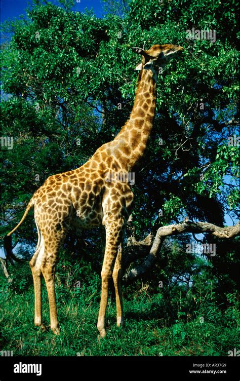 Giraffe Eating Leaves Tree High Resolution Stock Photography and Images ...