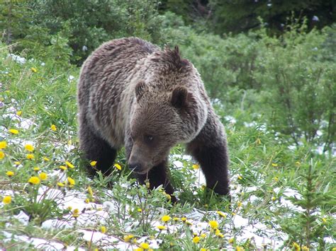 Where to View Wildlife Around Banff National Park