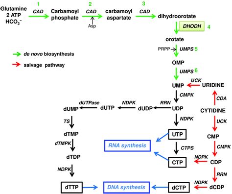 De novo and salvage biosynthesis pathways of pyrimidine nucleotides. | Download Scientific Diagram