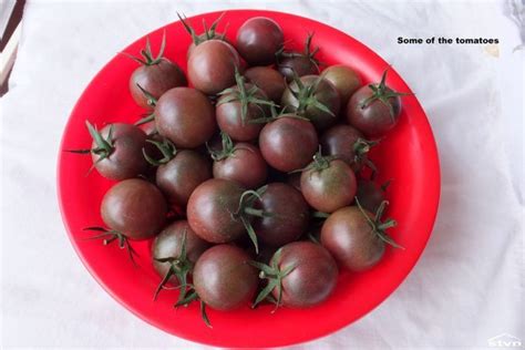 Growing a Pomato (or Tomtato) ⋆ stvn.eu | Growing, Grafting, Harvest