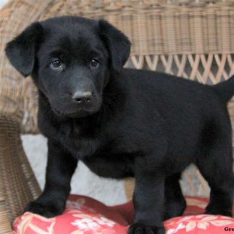 German Sheprador Puppies For Sale | Greenfield Puppies