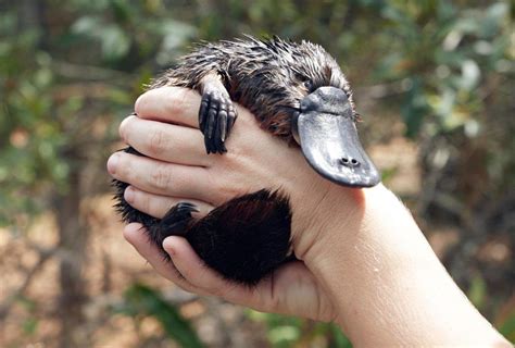 8 animaux que vous ne croiserez qu'en Australie! | Animaux australie, Animaux, Animaux sauvages