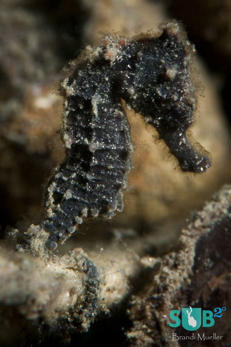 On Seahorse Love | Scuba Diving Blog