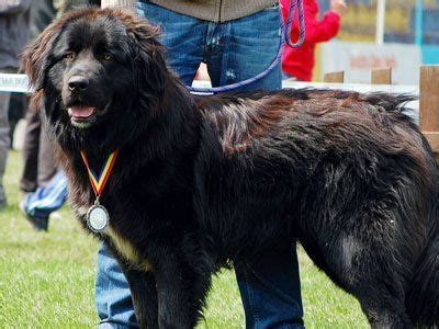 Romanian Raven Shepherd Dog - Ciobănesc românesc corb from the Transylvanian Alps of Romania ...