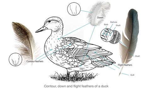 Ducks have three main types of feathers: flight, contour and down ...