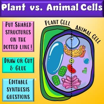 Comparing Plant and Animal Cell Organelles Activity Worksheet | TPT