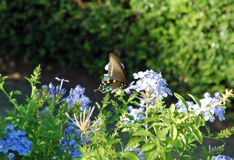 Pipevine swallowtail | I might have captured enough to ident… | Flickr