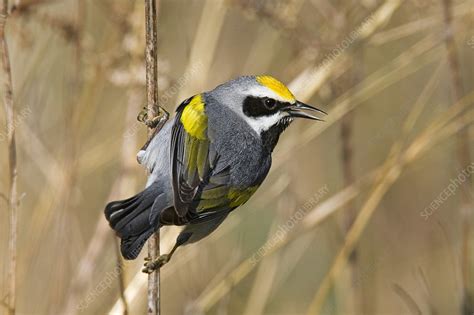 Golden-winged Warbler - Stock Image - C002/2334 - Science Photo Library