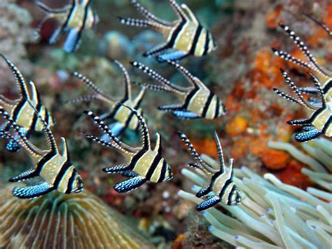 Banggai cardinalfish (Pterapogon kauderni) in the wild, Lembeh Straits, North Sulawesi ...