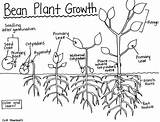 Bean Plant Growth Printable Coloring Page  Educational & Teaching Res sketch template