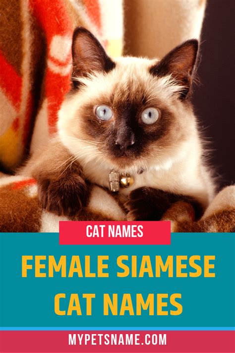 Female Siamese Cat Names | Siamese cats, Cat names, Girl cat names