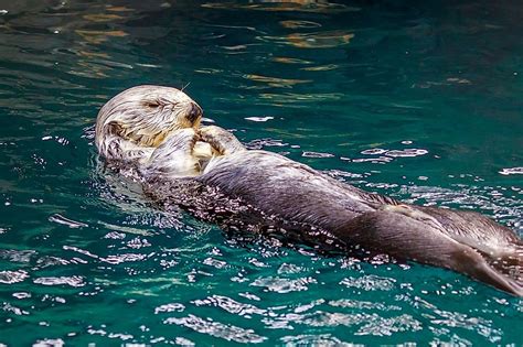 Sea Otter Facts: Animals of the Oceans - WorldAtlas.com