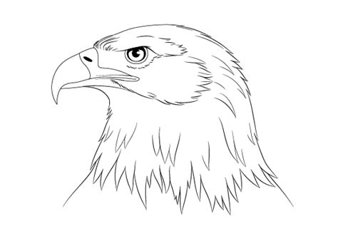 How to Draw an Eagle Head Step by Step - EasyDrawingTips