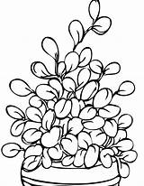 Parts Of Plants Coloring Pages  Free sketch template