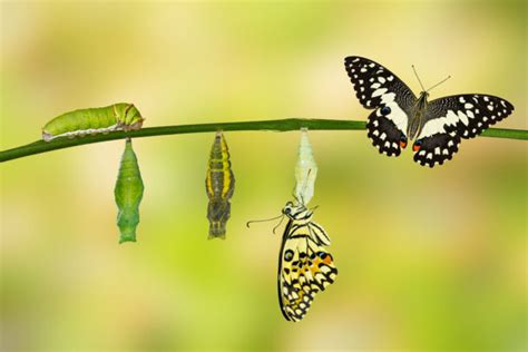 What A Caterpillar Can Teach You About Growing Your Business