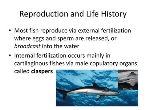 PPT - Bony vs Cartilaginous Fish PowerPoint Presentation - ID:4176292