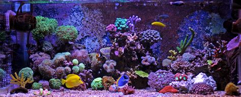 What Is The Best Lighting For Reef Aquarium - Home Design Ideas Style