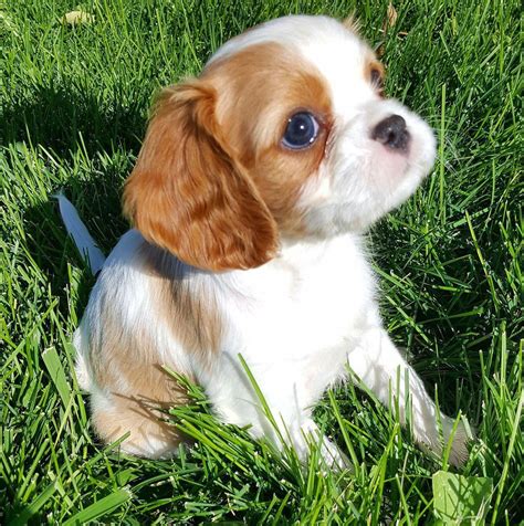 Discover Energetic Cavalier King Charles Spaniel Exercise Needs #cavalierkingcharlesspan… | King ...