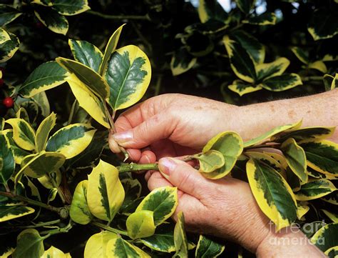 Holly Propagation Photograph by Geoff Kidd/science Photo Library - Pixels