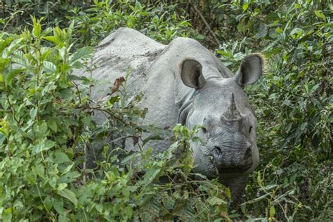 Indian one horned rhino - Jim Zuckerman photography & photo tours