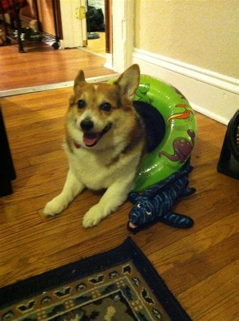 15 Perfect Corgis In Halloween Costumes